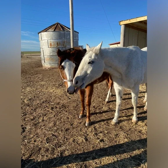 🧡MORE ABOUT OUR NONPROFIT🧡THANK YOU FOR YOUR SUPPORT! - Picture 11 of 16